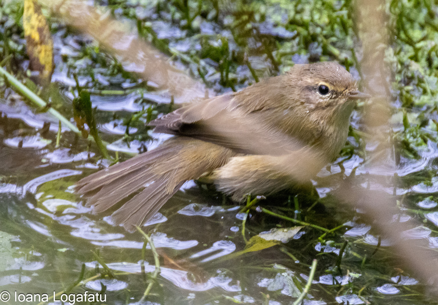 Small bird splashes in serene water setting